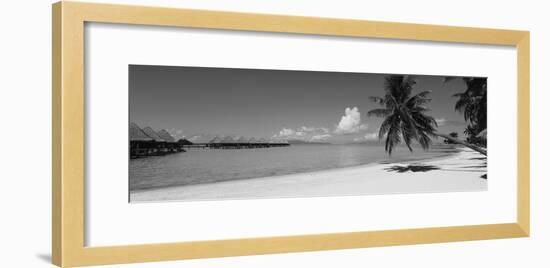 Palm Tree on the Beach, Moana Beach, Bora Bora, Tahiti, French Polynesia-null-Framed Photographic Print