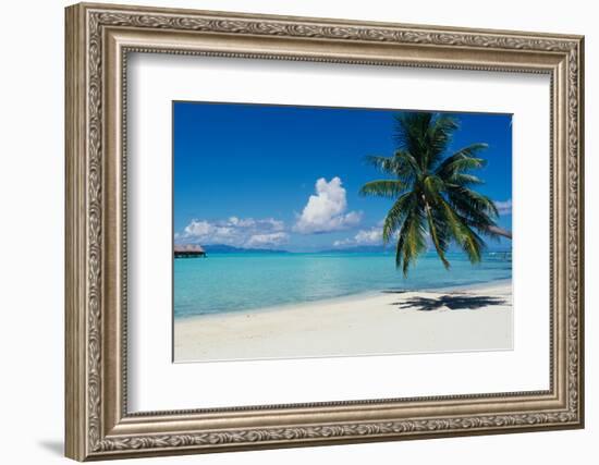 Palm Tree On The Beach, Moana Beach, Bora Bora, Tahiti, French Polynesia-null-Framed Photographic Print