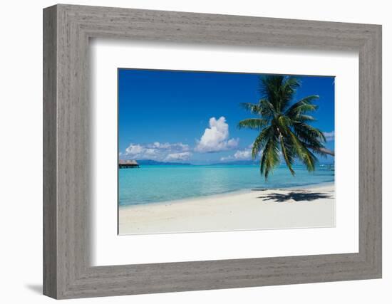 Palm Tree On The Beach, Moana Beach, Bora Bora, Tahiti, French Polynesia-null-Framed Photographic Print