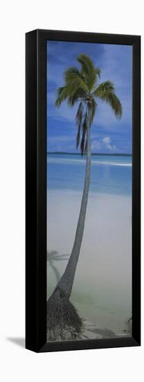 Palm Tree on the Beach, One Foot Island, Aitutaki, Cook Islands-null-Framed Premier Image Canvas