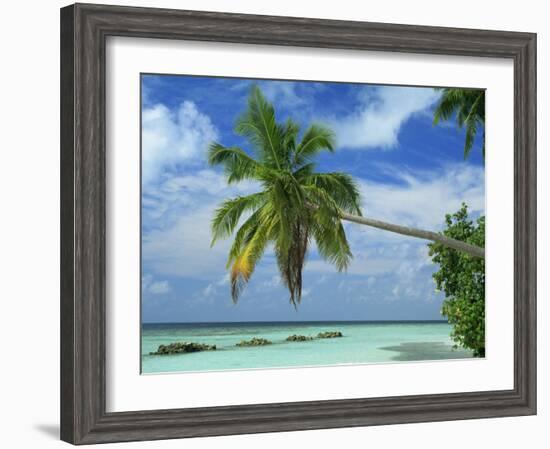 Palm Tree on the Tropical Island of Nakatchafushi in the Maldive Islands, Indian Ocean-Harding Robert-Framed Photographic Print