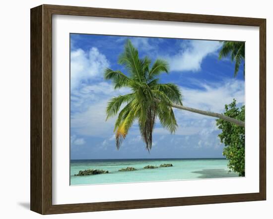 Palm Tree on the Tropical Island of Nakatchafushi in the Maldive Islands, Indian Ocean-Harding Robert-Framed Photographic Print