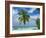 Palm Tree on the Tropical Island of Nakatchafushi in the Maldive Islands, Indian Ocean-Harding Robert-Framed Photographic Print