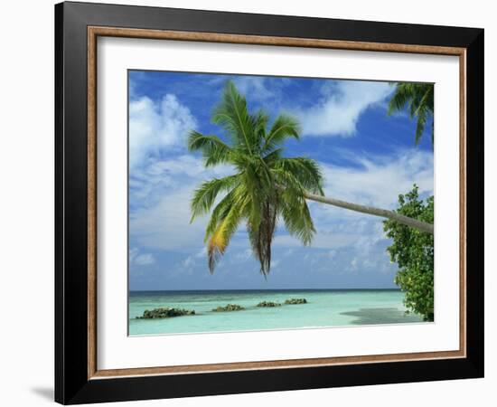 Palm Tree on the Tropical Island of Nakatchafushi in the Maldive Islands, Indian Ocean-Harding Robert-Framed Photographic Print