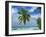 Palm Tree on the Tropical Island of Nakatchafushi in the Maldive Islands, Indian Ocean-Harding Robert-Framed Photographic Print