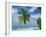 Palm Tree on the Tropical Island of Nakatchafushi in the Maldive Islands, Indian Ocean-Harding Robert-Framed Photographic Print