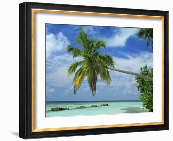 Palm Tree on the Tropical Island of Nakatchafushi in the Maldive Islands, Indian Ocean-Harding Robert-Framed Photographic Print