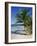 Palm Tree on Tropical Bavaro Beach, Dominican Republic, West Indies, Caribbean, Central America-Lightfoot Jeremy-Framed Photographic Print