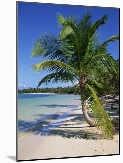 Palm Tree on Tropical Bavaro Beach, Dominican Republic, West Indies, Caribbean, Central America-Lightfoot Jeremy-Mounted Photographic Print