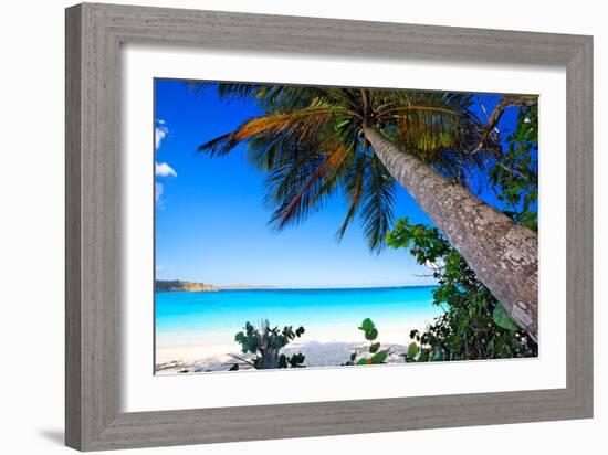 Palm Tree on Trunk Bay Beach, USVI-George Oze-Framed Photographic Print