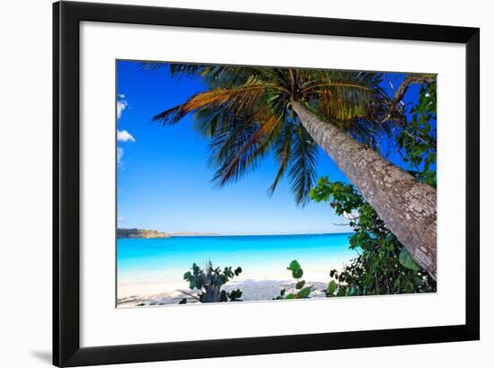 Palm Tree on Trunk Bay Beach, USVI-George Oze-Framed Photographic Print