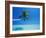 Palm Tree Overhanging the Sea, Male Atoll, Maldives, Indian Ocean-Papadopoulos Sakis-Framed Photographic Print