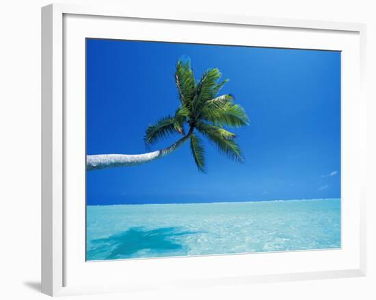 Palm Tree Overhanging the Sea, Male Atoll, Maldives, Indian Ocean-Papadopoulos Sakis-Framed Photographic Print