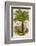 Palm Tree (Sago): Cycas Ruminiana-null-Framed Photographic Print