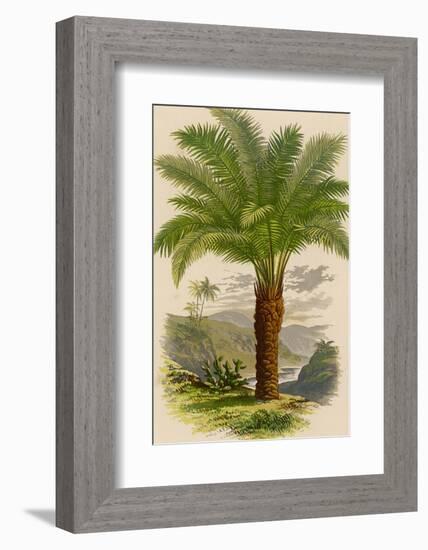 Palm Tree (Sago): Cycas Ruminiana-null-Framed Photographic Print