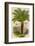 Palm Tree (Sago): Cycas Ruminiana-null-Framed Photographic Print