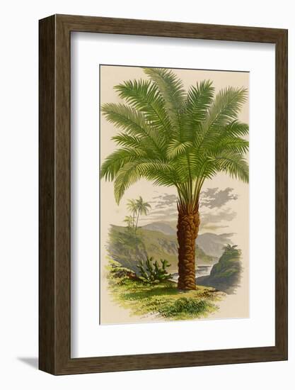 Palm Tree (Sago): Cycas Ruminiana-null-Framed Photographic Print