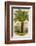 Palm Tree (Sago): Cycas Ruminiana-null-Framed Photographic Print