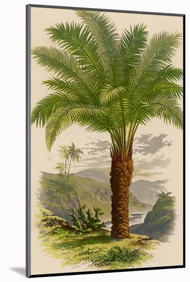 Palm Tree (Sago): Cycas Ruminiana-null-Mounted Photographic Print