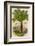 Palm Tree (Sago): Cycas Ruminiana-null-Framed Photographic Print