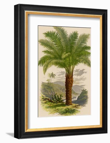 Palm Tree (Sago): Cycas Ruminiana-null-Framed Photographic Print