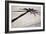 Palm Tree Shadow in Cadiz-Felipe Rodriguez-Framed Photographic Print