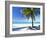 Palm Tree, White Sandy Beach and Indian Ocean, Jambiani, Island of Zanzibar, Tanzania, East Africa-Lee Frost-Framed Photographic Print