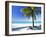 Palm Tree, White Sandy Beach and Indian Ocean, Jambiani, Island of Zanzibar, Tanzania, East Africa-Lee Frost-Framed Photographic Print