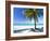 Palm Tree, White Sandy Beach and Indian Ocean, Jambiani, Island of Zanzibar, Tanzania, East Africa-Lee Frost-Framed Photographic Print