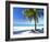 Palm Tree, White Sandy Beach and Indian Ocean, Jambiani, Island of Zanzibar, Tanzania, East Africa-Lee Frost-Framed Photographic Print