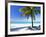 Palm Tree, White Sandy Beach and Indian Ocean, Jambiani, Island of Zanzibar, Tanzania, East Africa-Lee Frost-Framed Photographic Print