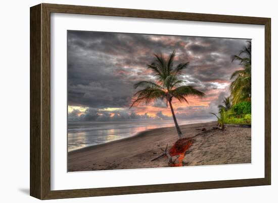 Palm Tree-Robert Kaler-Framed Photographic Print