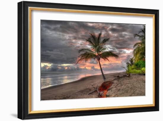 Palm Tree-Robert Kaler-Framed Photographic Print