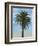 Palm Tree-Matthew Piotrowicz-Framed Art Print