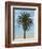 Palm Tree-Matthew Piotrowicz-Framed Art Print