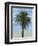 Palm Tree-Matthew Piotrowicz-Framed Art Print