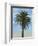 Palm Tree-Matthew Piotrowicz-Framed Art Print