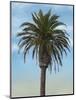 Palm Tree-Matthew Piotrowicz-Mounted Art Print