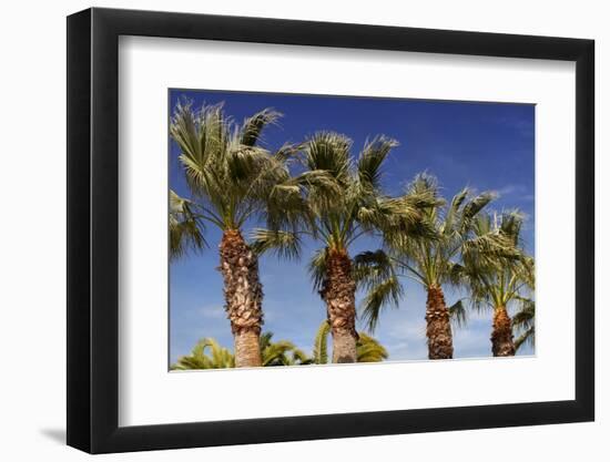 Palm Trees against A Deep Blue Sky in Los Angeles-HHLtDave5-Framed Photographic Print
