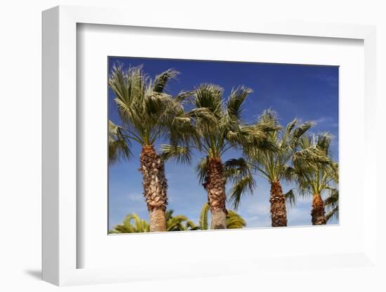 Palm Trees against A Deep Blue Sky in Los Angeles-HHLtDave5-Framed Photographic Print