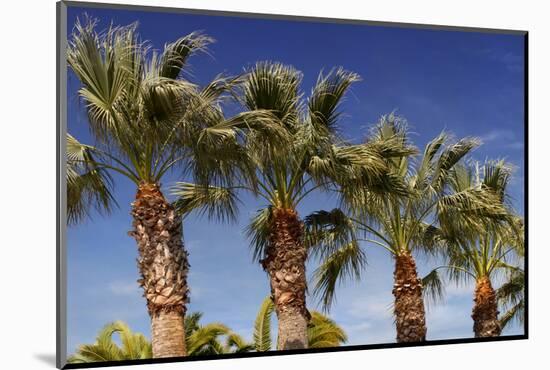 Palm Trees against A Deep Blue Sky in Los Angeles-HHLtDave5-Mounted Photographic Print