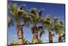 Palm Trees against A Deep Blue Sky in Los Angeles-HHLtDave5-Mounted Photographic Print