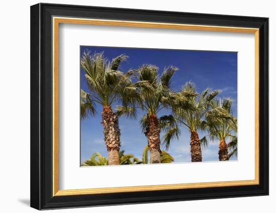 Palm Trees against A Deep Blue Sky in Los Angeles-HHLtDave5-Framed Photographic Print