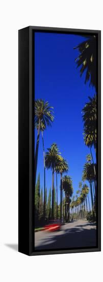 Palm Trees Along a Road, Beverly Hills, Los Angeles County, California, USA-null-Framed Stretched Canvas
