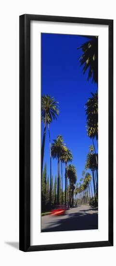Palm Trees Along a Road, Beverly Hills, Los Angeles County, California, USA-null-Framed Photographic Print
