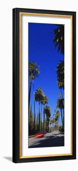 Palm Trees Along a Road, Beverly Hills, Los Angeles County, California, USA-null-Framed Photographic Print