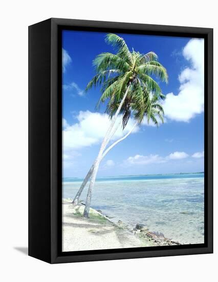 Palm Trees Along Shoreline-null-Framed Premier Image Canvas