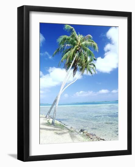 Palm Trees Along Shoreline-null-Framed Photographic Print