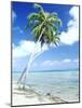 Palm Trees Along Shoreline-null-Mounted Photographic Print