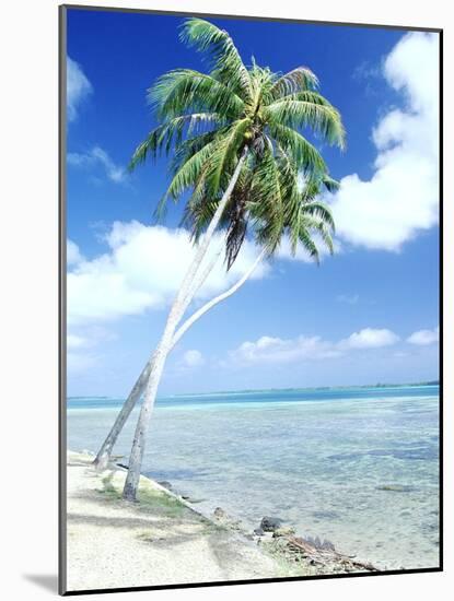 Palm Trees Along Shoreline-null-Mounted Photographic Print